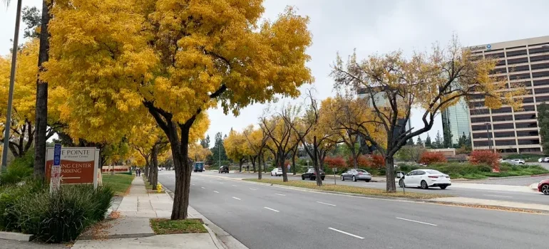 Quiet Los Angeles street during fall, ideal for smooth moving conditions